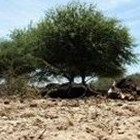 El Niño & La Niña are the children of the Tropics