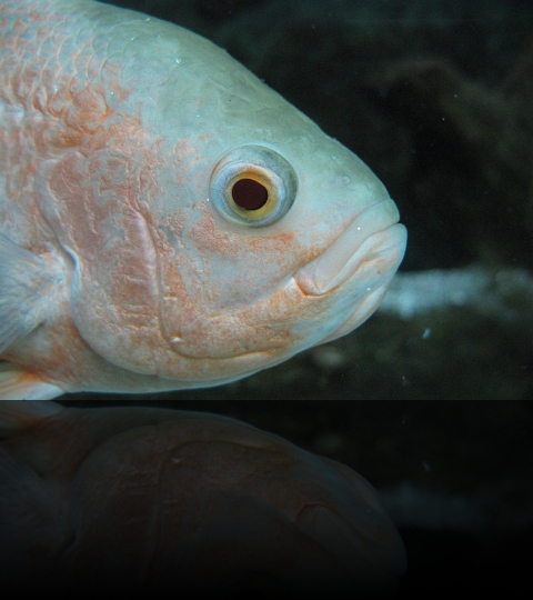 Manila-Oceanarium-03